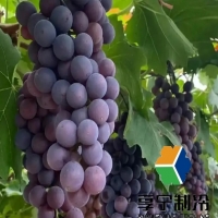 葡萄在冷庫(kù)能儲(chǔ)存多長(zhǎng)時(shí)間？品種+溫度+濕度決定保鮮期