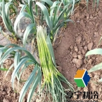 蒜苔在冷庫(kù)能放多長(zhǎng)時(shí)間？看完這篇徹底搞懂！